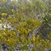 Jacquinia berteroi - Photo (c) mikeakresh, algunos derechos reservados (CC BY-NC), subido por mikeakresh