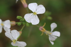 Raphanus sativus