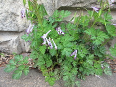 Corydalis incisa