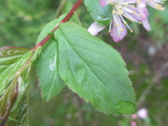 Prunus ishidoyana
