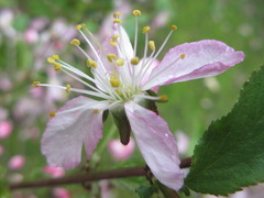Prunus ishidoyana