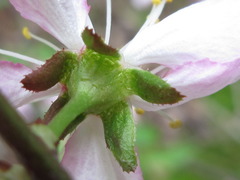 Prunus ishidoyana
