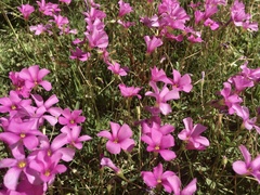 Oxalis hispidula