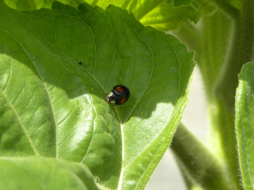 Asiatischer Marienkäfer