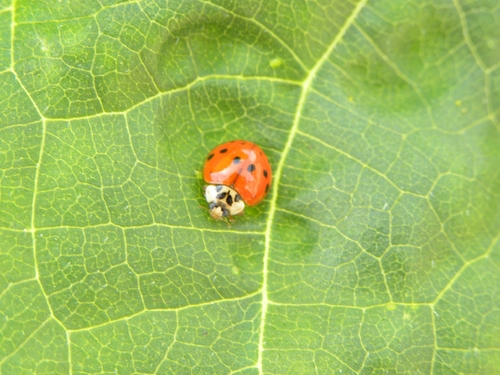 Asiatischer Marienkäfer
