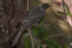 Hypsipetes madagascariensis