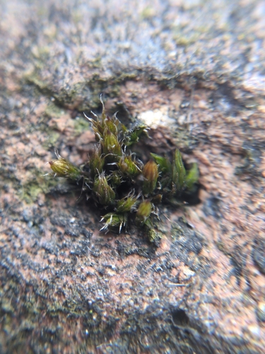 White-tipped Bristle-moss (Orthotrichum diaphanum)