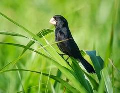 Nicaraguan Seed-Finch photo 4