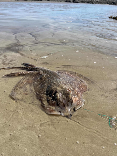 Undulate Ray