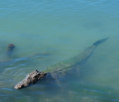 American Crocodile