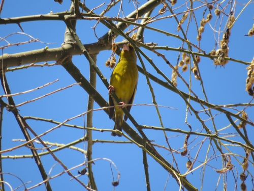 Avistamiento Chloris chloris