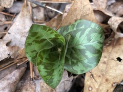 Trillium cuneatum