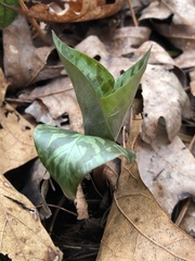 Trillium cuneatum