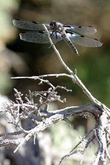 Libellula nodisticta