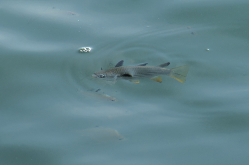 Squaretail Mullet