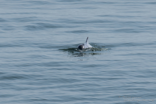 Indo-Pacific Humpback Dolphin