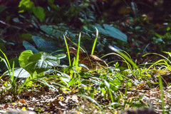 Turnix nigricollis