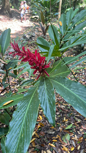 Red Ginger