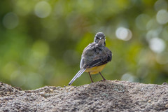 Motacilla flaviventris