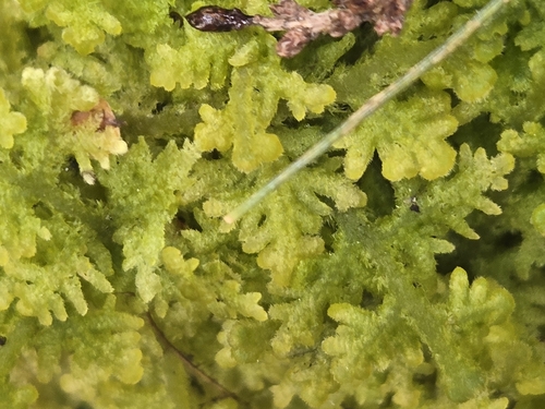 Handsome Woollywort (Trichocolea tomentella)
