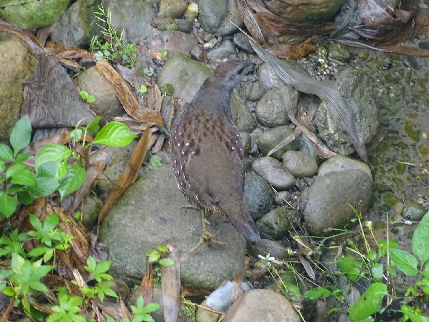 Taiwan Bamboo Partridge (Bambusicola sonorivox), photo 6