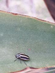 Paranaemia vittigera