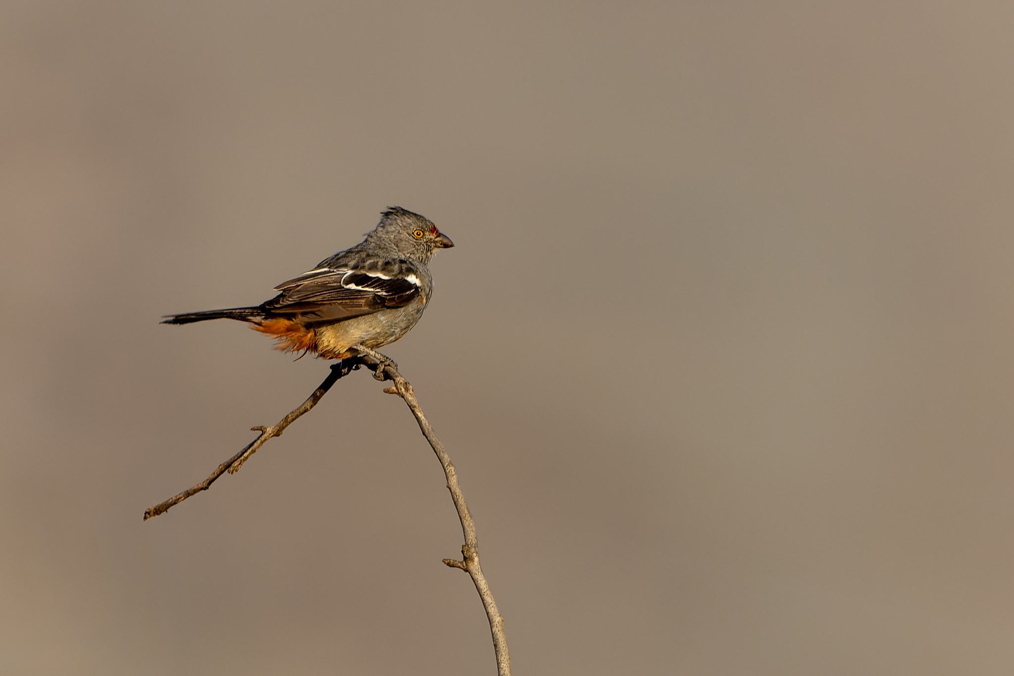 Peruvian Plantcutter (Phytotoma raimondii), photo 2