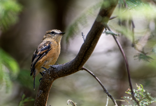 Rufescent Flycatcher (Myiophobus rufescens), photo 5