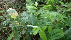 Urocyclidae