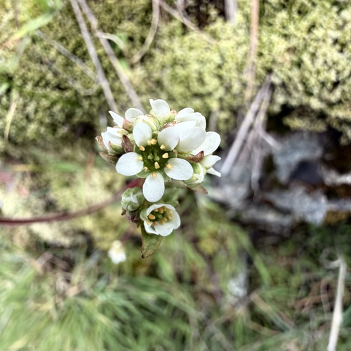 Wholeleaf Saxifrage (Micranthes integrifolia)