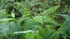 Urocyclidae