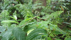 Urocyclidae