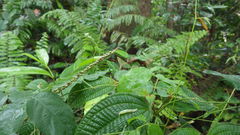 Urocyclidae