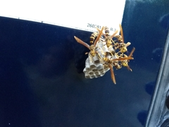 Polistes bequaertellus