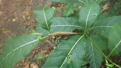 Urocyclidae