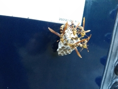 Polistes bequaertellus