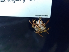 Polistes bequaertellus