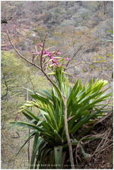 Tillandsia australis