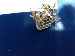 Polistes bequaertellus