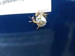 Polistes bequaertellus