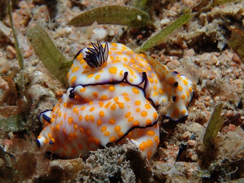 Hypselodoris pulchella