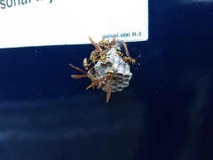 Polistes bequaertellus