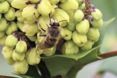 Anthophora villosula