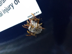 Polistes bequaertellus