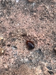 Parcoblatta pennsylvanica