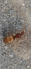 Prenolepis nitens