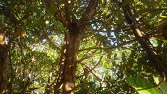 Phelsuma robertmertensi