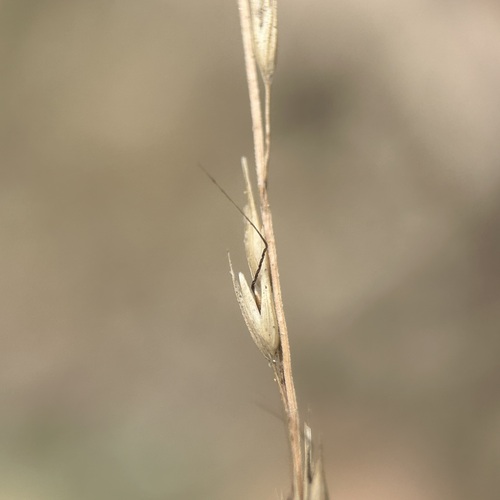 Arundinella setosa observed 2026-04-06