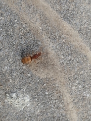 Prenolepis nitens