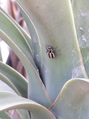 Paranaemia vittigera